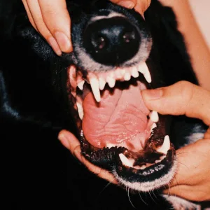 All Bark No Bite