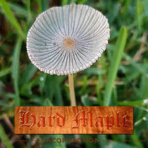 Hard Maple