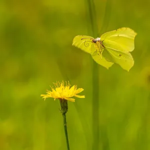 Butterfly (feat. Diana Sand)