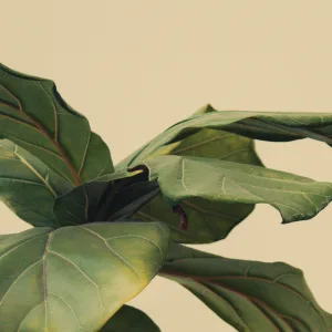 Chlorophyll