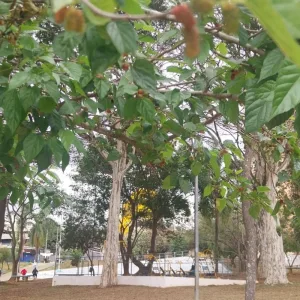 Pé de limão
