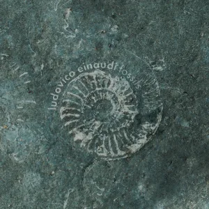 Einaudi: Fossils