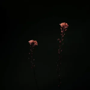 Dark Bloom