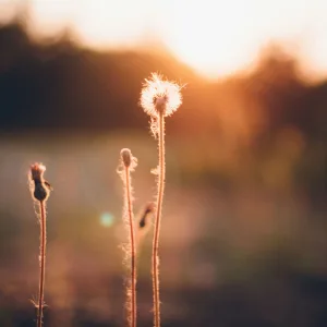 Whispers of Warmth