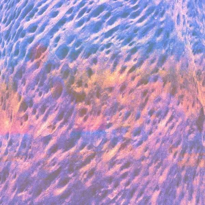 Habitat (Show Me)