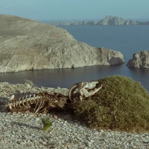 ΨΥΧΟΜΥΡΤΙΛΛΟΝ