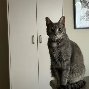 tigers are the biggest cat