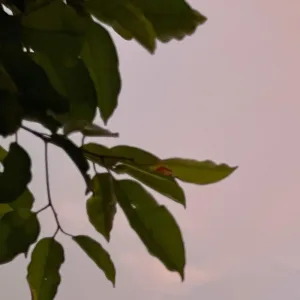 Perempuan Api