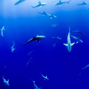 Stingray (feat. Oh Boy)