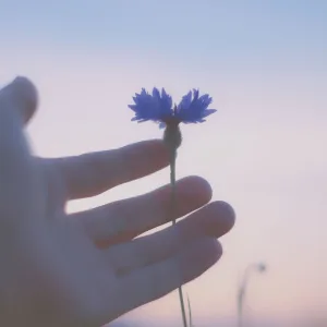 Until the day we bloom again (feat. Twilight Kaiju)