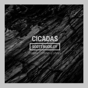 Cicadas