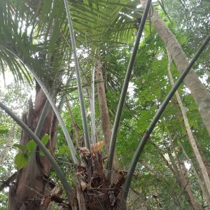 Ngabret laki