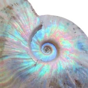 Ammonite