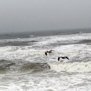 Pelican