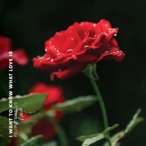 What's Love?