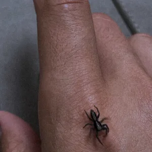 Spiders Have Feelings