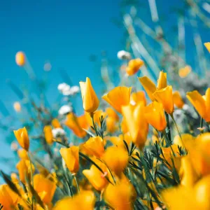 Breeze of Fragrance