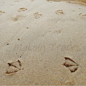 Making Tracks