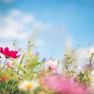 meadow roaming