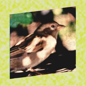 International Sparrow Day