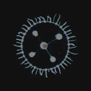 Gênesis