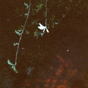 song for lily