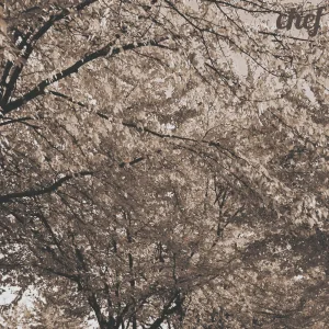 leaves from the vine