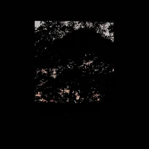Sunlight Grief