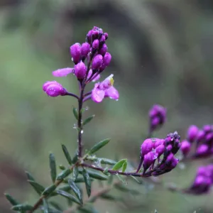 وتريات الأمل (موسيقى أصلية)