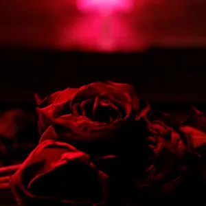 Crossfire (feat. Amanda Bergman)