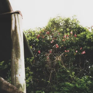 Climbing Green