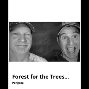 Forest for the Trees...