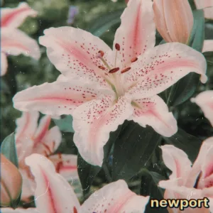Garden Lily