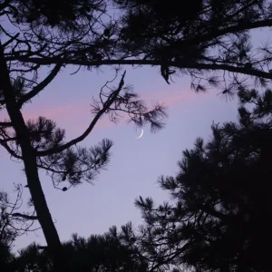 Trees Flashing