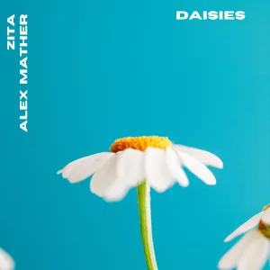 DAISIES