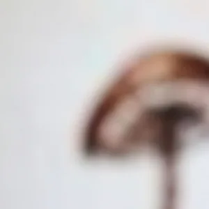 Entoloma abortivum