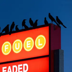 Chant des oiseaux (Edit)
