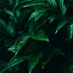Storm