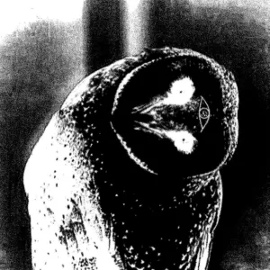 Court Of Owls