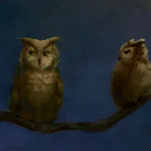 Night Owl
