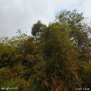 holdustill