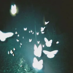 BUTTERFLIES