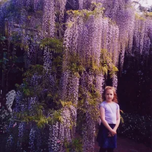 Wisteria Hysteria