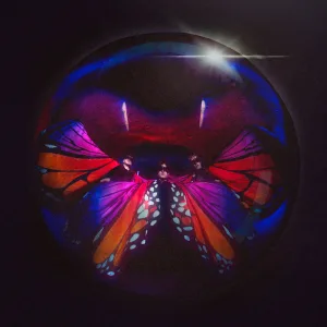 Social Butterflies