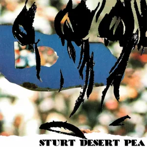 Sturt Desert Pea