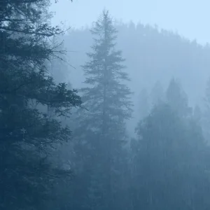Light Rain