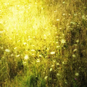 Pollen