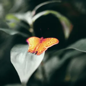 Butterflies
