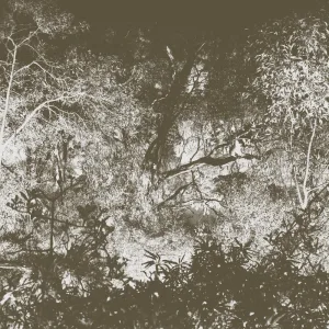 Trees at Rye