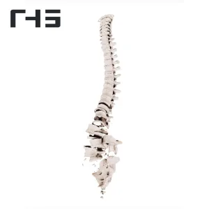 Intro